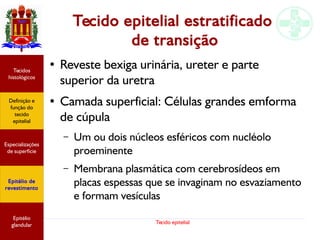 Tecido epitelial
Tecido epitelial estratificado
de transição
● Reveste bexiga urinária, ureter e parte
superior da uretra
● Camada superficial: Células grandes emforma
de cúpula
– Um ou dois núcleos esféricos com nucléolo
proeminente
– Membrana plasmática com cerebrosídeos em
placas espessas que se invaginam no esvaziamento
e formam vesículas
Especializações
de superfície
Definição e
função do
tecido
epitelial
Tecidos
histológicos
Epitélio de
revestimento
Epitélio
glandular
 