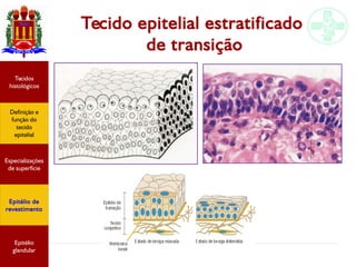 Tecido epitelial
Tecido epitelial estratificado
de transição
Especializações
de superfície
Definição e
função do
tecido
epitelial
Tecidos
histológicos
Epitélio de
revestimento
Epitélio
glandular
 