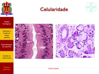 Tecido epitelial
Celularidade
Especializações
de superfície
Definição e
função do
tecido
epitelial
Tecidos
histológicos
Epitélio de
revestimento
Epitélio
glandular
 