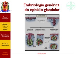Tecido epitelial
Embriologia genérica
do epitélio glandular
Especializações
de superfície
Definição e
função do
tecido
epitelial
Tecidos
histológicos
Epitélio de
revestimento
Epitélio
glandular
 
