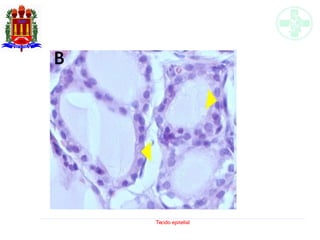 Tecido epitelial
 