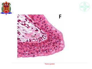 Tecido epitelial
 
