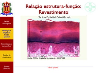 Tecido epitelial
Relação estrutura-função:
Revestimento
Especializações
de superfície
Definição e
função do
tecido
epitelial
Tecidos
histológicos
Epitélio de
revestimento
Epitélio
glandular
 