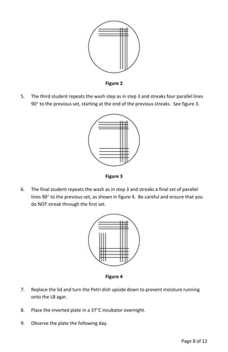 Figure 2
5. The third student repeats the wash step as in step 3 and streaks four parallel lines
90° to the previous set, starting at the end of the previous streaks. See figure 3.
Figure 3
6. The final student repeats the wash as in step 3 and streaks a final set of parallel
lines 90° to the previous set, as shown in figure 4. Be careful and ensure that you
do NOT streak through the first set.
Figure 4
7. Replace the lid and turn the Petri dish upside down to prevent moisture running
onto the LB agar.
8. Place the inverted plate in a 37°C incubator overnight.
9. Observe the plate the following day.
Page 8 of 12
 