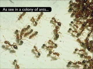 As see in a colony of ants...