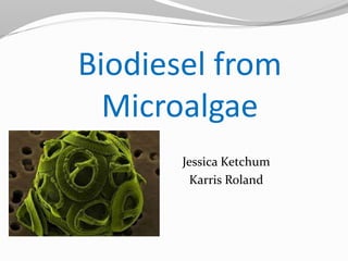 Biodiesel from 
Microalgae 
Jessica Ketchum 
Karris Roland 
 