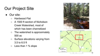 Our Project Site
● Our site:
○ Hardwood Flat
○ A 1500 ft section of Nicholson
Creek Watershed, most of
which has been channelized
○ The watershed is approximately
500 ac
○ Surface elevations varying from
3.5 to 6.5 ft
○ Less than 1 % slope
Stream
restoration sites
---- Project site
 