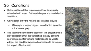 Soil Conditions
● Hydric soil is soil that is permanently or temporarily
saturated with water. Soil can take years to reach hydric
conditions
● An indicator of hydric mineral soil is called gleying
○ Gleying is a lack of oxygen in soil which turns the
soil a blue or grey
● The sediment beneath the topsoil of this project area is
grey supporting that the watershed already contains
appropriate soil for wetland restoration to be viable
without the need for hydric soil conditions to develop or
the import of hydric soil
 
