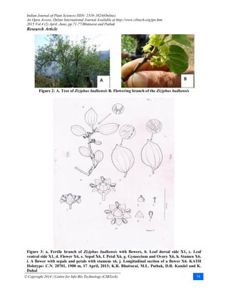 Indian Journal of Plant Sciences ISSN: 2319–3824(Online)
An Open Access, Online International Journal Available at http://www.cibtech.org/jps.htm
2015 Vol.4 (2) April -June, pp.71-77/Bhattarai and Pathak
Research Article
© Copyright 2014 | Centre for Info Bio Technology (CIBTech) 74
Figure 2: A. Tree of Ziziphus budhensis B. Flowering branch of the Ziziphus budhensis
Figure 3: a. Fertile branch of Ziziphus budhensis with flowers, b. Leaf dorsal side X1, c. Leaf
ventral side X1, d. Flower X6, e. Sepal X6, f. Petal X6, g. Gynoecium and Ovary X6, h. Stamen X6,
i. A flower with sepals and petals with stamens x6, j. Longitudinal section of a flower X6. KATH
Holotype: C.N. 20701, 1900 m, 17 April, 2013; K.R. Bhattarai, M.L. Pathak, D.R. Kandel and K.
Dahal
 