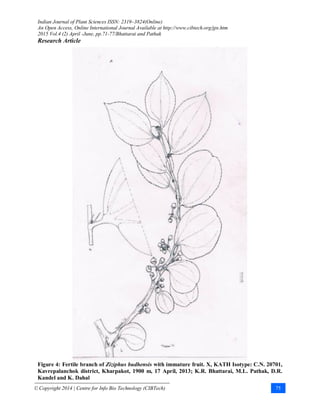 Indian Journal of Plant Sciences ISSN: 2319–3824(Online)
An Open Access, Online International Journal Available at http://www.cibtech.org/jps.htm
2015 Vol.4 (2) April -June, pp.71-77/Bhattarai and Pathak
Research Article
© Copyright 2014 | Centre for Info Bio Technology (CIBTech) 75
Figure 4: Fertile branch of Ziziphus budhensis with immature fruit. X, KATH Isotype: C.N. 20701,
Kavrepalanchok district, Kharpakot, 1900 m, 17 April, 2013; K.R. Bhattarai, M.L. Pathak, D.R.
Kandel and K. Dahal
 