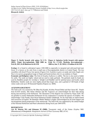 Indian Journal of Plant Sciences ISSN: 2319–3824(Online)
An Open Access, Online International Journal Available at http://www.cibtech.org/jps.htm
2015 Vol.4 (2) April -June, pp.71-77/Bhattarai and Pathak
Research Article
© Copyright 2014 | Centre for Info Bio Technology (CIBTech) 76
Figure 5: Sterile branch with spines X1 C.N.
20691, Timal, Kavreplanchok, 2000 2000 m,
Feb.10, 2013, K.R Bhattarai in KATH
Figure 6: Spineless fertile branch with mature
Fruit X1. C.N.03, Mecksha, Kavreplanchok ,
1800 m, Jan. 9. 20. 2010, J. Pradhan in KATH
Ecology: It is found in subtropical region 1200-2000 m especially in marginal and cultivated land near
forest. It is known so far only from a small area of Kavrepalanchok district in Central Nepal. The tree
resembles with dwarf Prunus tree species (Figures 4-6). It prefers to grow on sandy and rocky fragile soil.
Due to its narrow geographical range in Nepal and found nowhere else it is an endemic to Nepal.
Economic and Religious value: The fruit of Ziziphus budhensis is edible. The tree is also used as fodder
for cattle. The seeds are highly valued and are used to make garlands. The garlands made by beads are
used by Buddhist people for worship to ‘delight Lord Buddha' and for spiritual peace and locally called
Bodhichita. Smaller seeds are more highly prized than larger ones, and a garland of 108 beads of high
values seeds costs up to 80 thousand Nepalese Rupees (ca. $800).
ACKNOWLEDGEMENT
The field work was assisted by Mr Dhan Raj Kandel, Krishna Prasad Dahal and Hari Saran KC. People
from KATH namely, Mrs Ratna Ghimire and Mr Yogeswor are acknowledged for their help during
drying and mounting of the herbarium. The illustration of the diagram was assisted by Neera Joshi. We
are grateful to curator Deharadun Herbarium for his cooperation to examine the species of Ziziphus. We
acknowledge Colin Pendry from Royal Botanical Garden Edinburgh, for his kind help on improvement
and correction of English. Mr Bashudev Dhakal Makalu is highly acknowledged for his kind support and
encouragement during preparation of the manuscript. The field work was supported by the annual budget
of the National Herbarium and Plant Laboratories during fiscal year 2069/2070.
REFERENCES
Ara H, Hussan MA and Khanam M (2008). Taxonomic study of the Genus Ziziphus Mill.
(Rhamnaceae) of Bangladesh. Bangladesh Journal of Plant Taxonomy 15(1) 47-61.
 