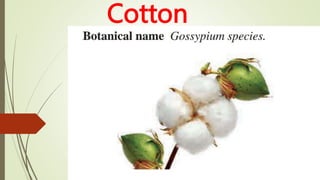 Cotton
 