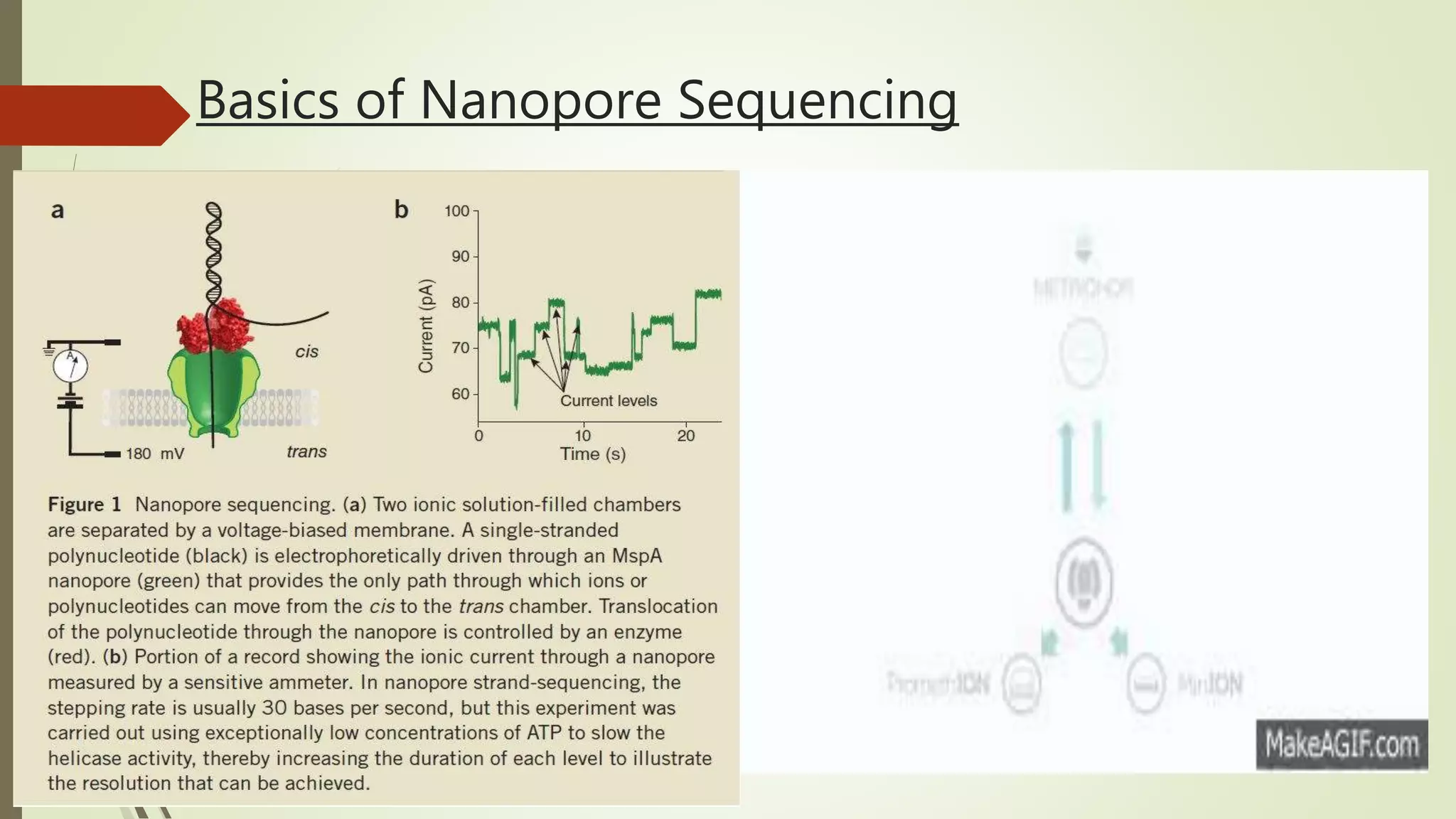 Nanopore Sequencing | PPTX | Chemistry | Science