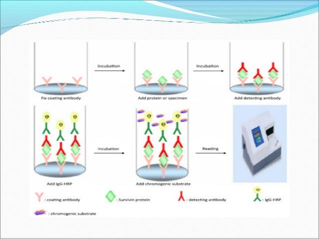 enzyme immunoassay