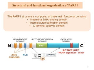 Structural and functional organization of PARP1
The PARP1 structure is composed of three main functional domains:
• N-terminal DNA-binding domain
• internal automodification domain
• C-terminal catalytic domain
14
 