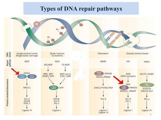 Types of DNA repair pathways
3
 