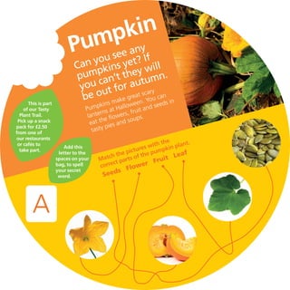 This is part
of our Tasty
Plant Trail.
Pick up a snack
pack for £2.50
from one of
our restaurants
or cafés to
take part.
1
Add this
letter to the
spaces on your
bag, to spell
your secret
word.
A
Can you see any
pumpkins yet? If
you can’t they will
be out for autumn.
Pumpkins make great scary
lanterns at Halloween. You can
eat the flowers, fruit and seeds in
tasty pies and soups.
Match the pictures with the
correct parts of the pumpkin plant.
Seeds Flower Fruit Leaf
Pumpkin
 