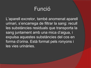 Funció
L’aparell excretor, també anomenat aparell
urinari, s’encarrega de filtrar la sang: recull
les substàncies residuals que transporta la
sang juntament amb una mica d’aigua, i
expulsa aquestes substàncies del cos en
forma d’orina. Està format pels ronyons i
les vies urinàries.

 