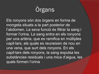 Òrgans
Els ronyons són dos òrgans en forma de
mongeta situats a la part posterior de
l’abdomen. La seva funció és filtrar la sang i
formar l’orina. La sang entra en els ronyons
per una artèria, que es ramifica en múltiples
capil·lars, els quals es reuneixen de nou en
una vena, que surt dels ronyons. En els
capil·lars dels ronyons, la sang expulsa les
substàncies residuals i una mica d’aigua, les
quals formen l’orina

 