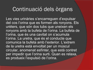 Continuació dels òrgans
Les vies urinàries s’encarreguen d’expulsar
del cos l’orina que es formen als ronyons. Els
urèters, que són dos tubs que uneixen els
ronyons amb la bufeta de l’orina. La bufeta de
l’orina, que és una cavitat on s’acumula
l’orina. La uretra, que és el conducte que
comunica la bufeta amb l’exterior. L’extrem
de la uretra està envoltat per un múscul
circular, anomenat esfínter, que està contret
per impedir que l’orina surti. Quan es relaxa,
es produeix l’expulsió de l’orina.

 