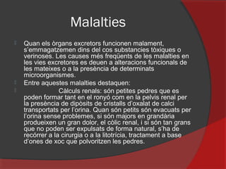 Malalties





Quan els òrgans excretors funcionen malament,
s’emmagatzemen dins del cos substancies tòxiques o
verinoses. Les causes més freqüents de les malalties en
les vies excretores es deuen a alteracions funcionals de
les mateixes o a la presència de determinats
microorganismes.
Entre aquestes malalties destaquen:
Càlculs renals: són petites pedres que es
poden formar tant en el ronyó com en la pelvis renal per
la presència de dipòsits de cristalls d’oxalat de calci
transportats per l’orina. Quan són petits són evacuats per
l’orina sense problemes, si són majors en grandària
produeixen un gran dolor, el còlic renal, i si són tan grans
que no poden ser expulsats de forma natural, s’ha de
recórrer a la cirurgia o a la litotrícia, tractament a base
d’ones de xoc que polvoritzen les pedres.

 