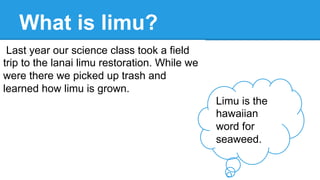 What is limu?
Last year our science class took a field
trip to the lanai limu restoration. While we
were there we picked u...