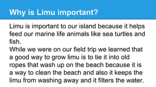 Why is Limu important?
Limu is important to our island because it helps
feed our marine life animals like sea turtles and
fish.
While we were on our field trip we learned that
a good way to grow limu is to tie it into old
ropes that wash up on the beach because it is
a way to clean the beach and also it keeps the
limu from washing away and it filters the water.
 