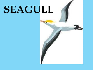 SEAGULL
 