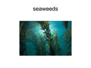 seaweeds 
 