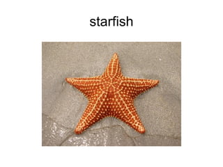 starfish 
 