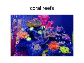 coral reefs 
 