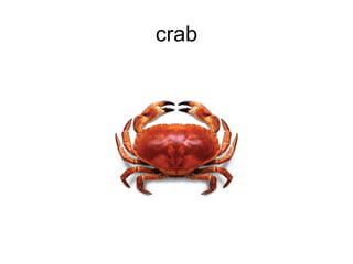 crab 
 