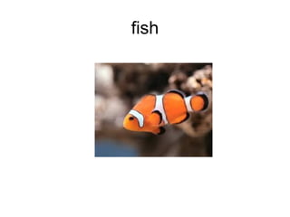 fish 
 