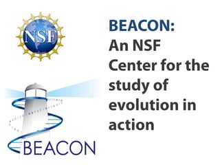 BEACON:  An NSF Center for the study of evolution in action 