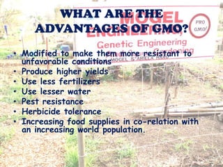 WHAT ARE THE ADVANTAGES OF GMO?Modified to make them more resistant to unfavorable conditionsProduce higher yieldsUse less fertilizersUse lesser waterPest resistanceHerbicide toleranceIncreasing food supplies in co-relation with an increasing world population.