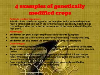 4 examples of genetically modified crops Pesticide resistant rape plantsScientists have transferred a gene to the rape plant which enables the plant to resist a certain pesticide. When the farmer sprays his genetically modified rape crop with pesticides, he or she can destroy most of the pests without killing the rape plants.Advantages: The farmer can grow a larger crop because it is easier to fight pests. In some cases the farmer can use a more environmentally friendly crop spray. The farmer can also protect the environment by using less crop spray.Disadvantages:Genes from the genetically modified rape crop could be transferred to the pests. The pests then become resistant to the crop spray and the crop spraying becomes useless. Rape plants can pollinate weeds - for example navew which is found in rape fields. When rape plants pollinate the navew their genes are transferred. The navew then acquires pesticide resistance.Corn, soya beans and sugar cane have also been genetically modified by scientists so they are able to tolerate crop spray. 