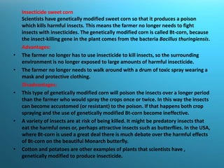 Insecticide sweet cornScientists have genetically modified sweet corn so that it produces a poison which kills harmful insects. This means the farmer no longer needs to fight insects with insecticides. The genetically modified corn is called Bt-corn, because the insect-killing gene in the plant comes from the bacteria Bacillus thuringiensis. Advantages: The farmer no longer has to use insecticide to kill insects, so the surrounding environment is no longer exposed to large amounts of harmful insecticide.The farmer no longer needs to walk around with a drum of toxic spray wearing a mask and protective clothing.Disadvantages:This type of genetically modified corn will poison the insects over a longer period than the farmer who would spray the crops once or twice. In this way the insects can become accustomed (or resistant) to the poison. If that happens both crop spraying and the use of genetically modified Bt-corn become ineffective. A variety of insects are at risk of being killed. It might be predatory insects that eat the harmful ones or, perhaps attractive insects such as butterflies. In the USA, where Bt-corn is used a great deal there is much debate over the harmful effects of Bt-corn on the beautiful Monarch butterfly.Cotton and potatoes are other examples of plants that scientists have , genetically modified to produce insecticide.