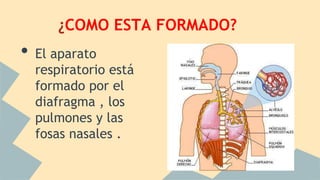 ¿COMO ESTA FORMADO?
• El aparato
respiratorio está
formado por el
diafragma , los
pulmones y las
fosas nasales .
 