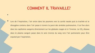 COMMENT IL TRAVAILLE?
•
• Lors de l’inspiration, l’air entre dans les poumons vers la cavité nasale puis la trachée et le
dioxygène contenu dans l’air passe à travers la paroi des alvéoles pulmonaires. Il se fixe alors
dans les capillaires sanguins directement sur les globules rouges et à l’inverse. Le CO2 dissous
dans le plasma sanguin passe dans le sens inverse du sang vers l’air pulmonaire pour être
expulsé par l’expiration.
 