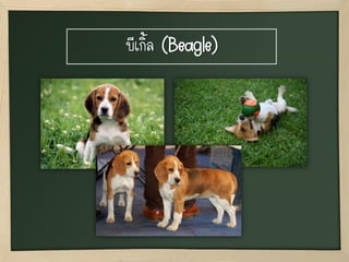 บีเกิ้ล (Beagle)
 