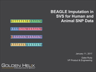 Gabie Rudye BEAGLE Imputation in SVS for Human & Animal SNP Data | PDF