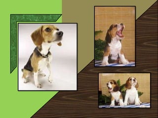 Beagle dog | PPTX