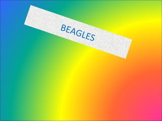 BEAGLES
 