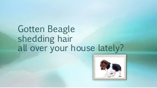 Gotten Beagle 
shedding hair 
all over your house lately? 
 