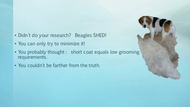 How much does a beagle shed 