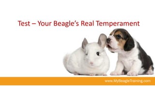 Test – Your Beagle’s Real Temperament
 