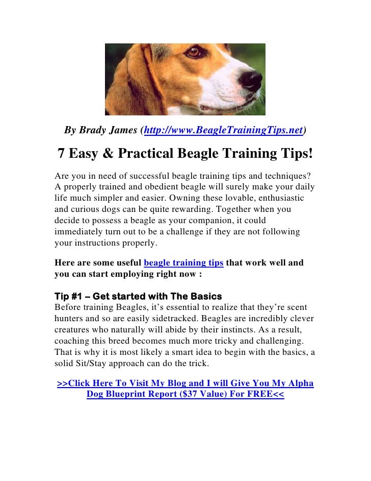 Beagle training tips 7 easy & practical tips