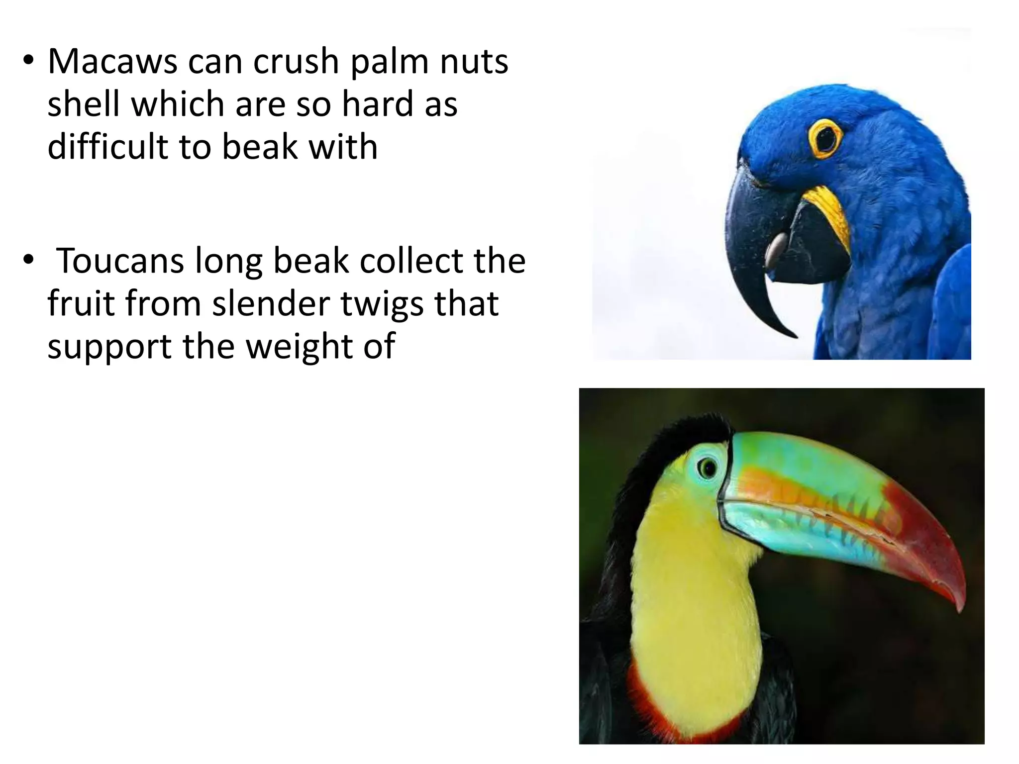 Beak adaptation in Birds | PPTX