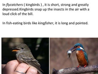 In flycatchers ( kingbirds ) , it is short, strong and greatly
depressed.Kingbirds snap up the insects in the air with a
loud click of the bill.
In fish-eating birds like kingfisher, it is long and pointed.
 