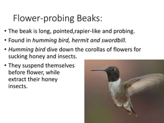 Flower-probing Beaks:
• The beak is long, pointed,rapier-like and probing.
• Found in humming bird, hermit and swordbill.
• Humming bird dive down the corollas of flowers for
sucking honey and insects.
• They suspend themselves in air
before flower, while they
extract their honey and
insects.
 